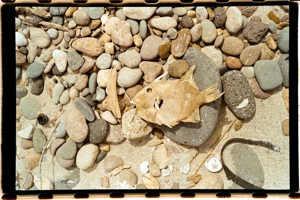 Análogo Playero 18