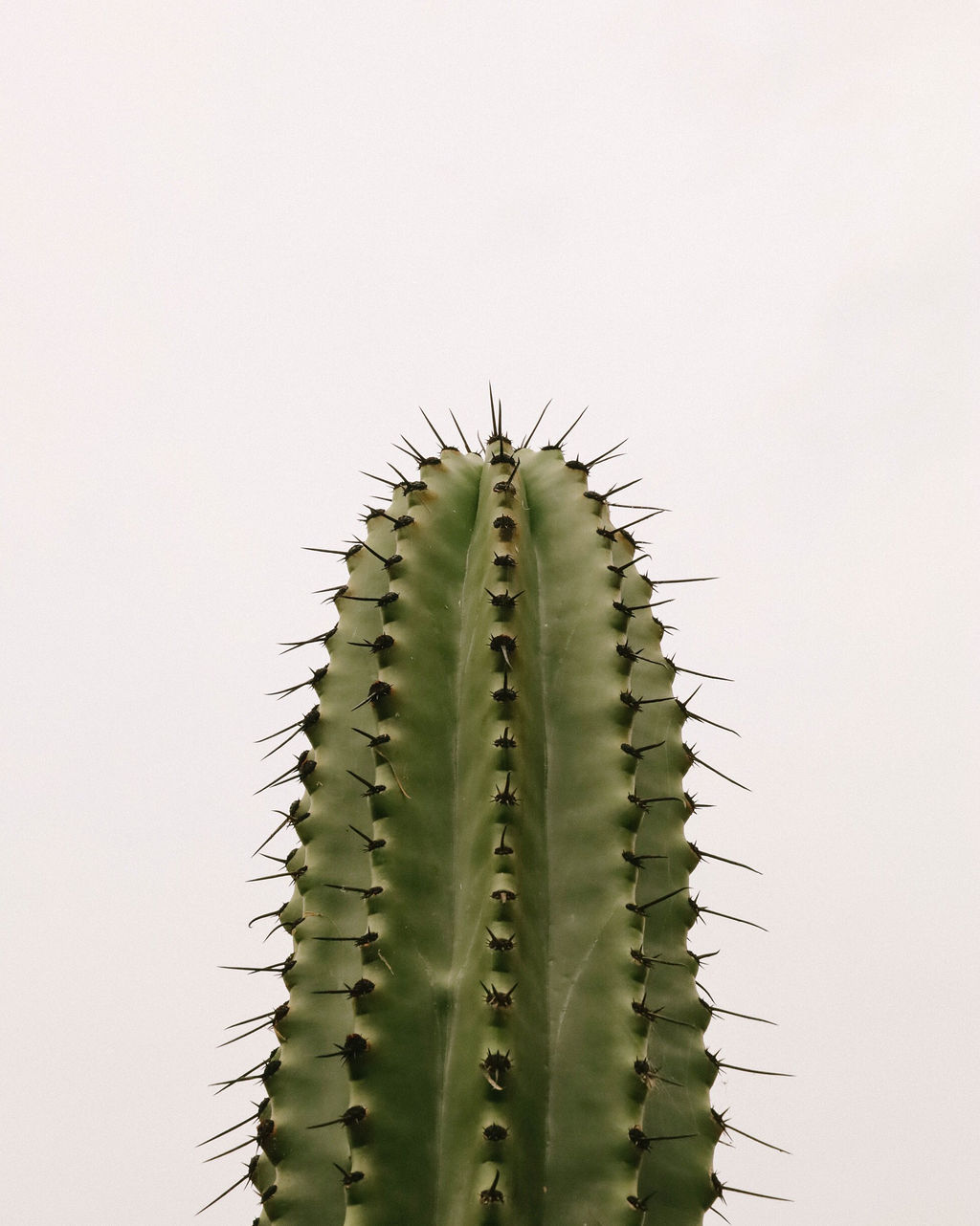 Arriba el Norte 40